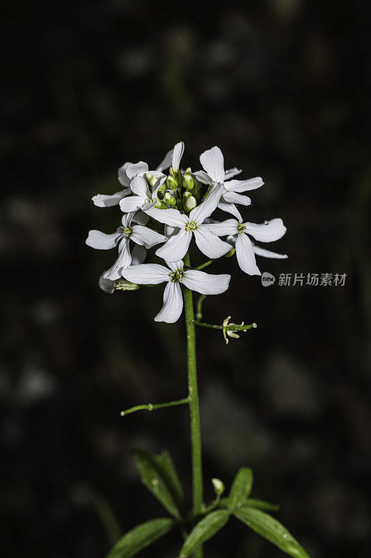 Cardamine california, Milkmaids，也叫denaria california，是一种花椰菜科植物，杰迪戴亚史密斯红木州立公园;